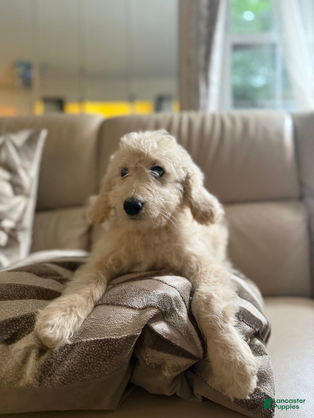 Goldendoodle dogs for sale: Buddy - Image 1