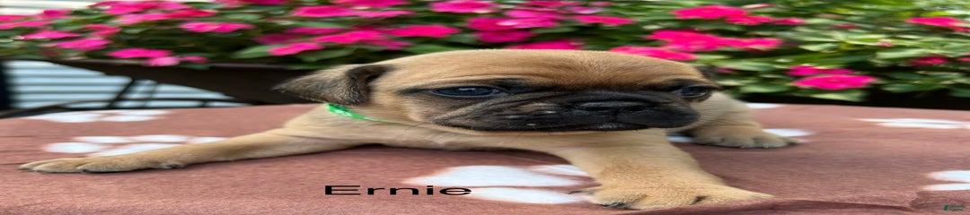 Ernie