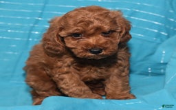 Miniature Poodle dogs for sale: Trotter - Image 4