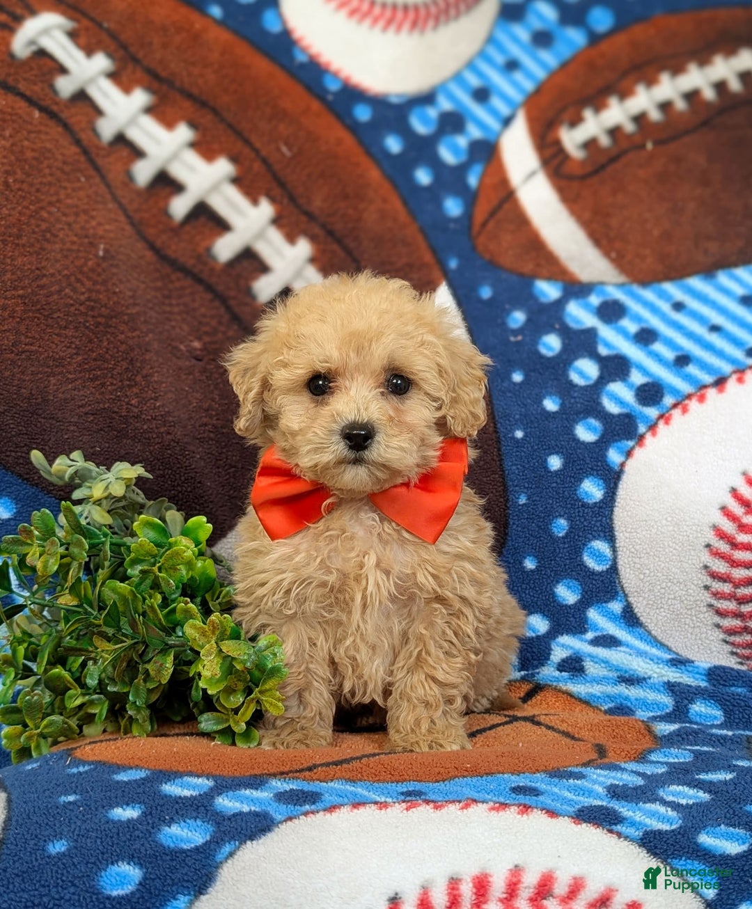 Miniature Poodle dogs for sale: Fabian - Image 4