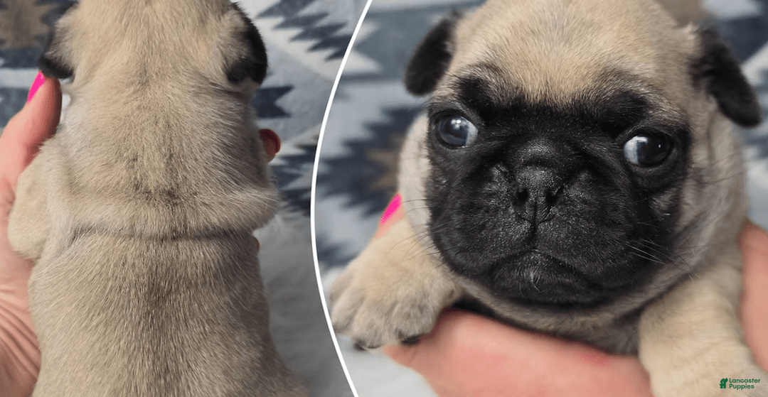 Pug dogs for sale: Mel - Image 1
