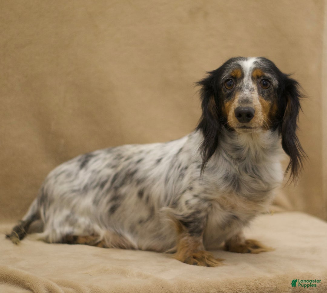 Miniature Dachshund dogs for sale: Kermit - Image 6