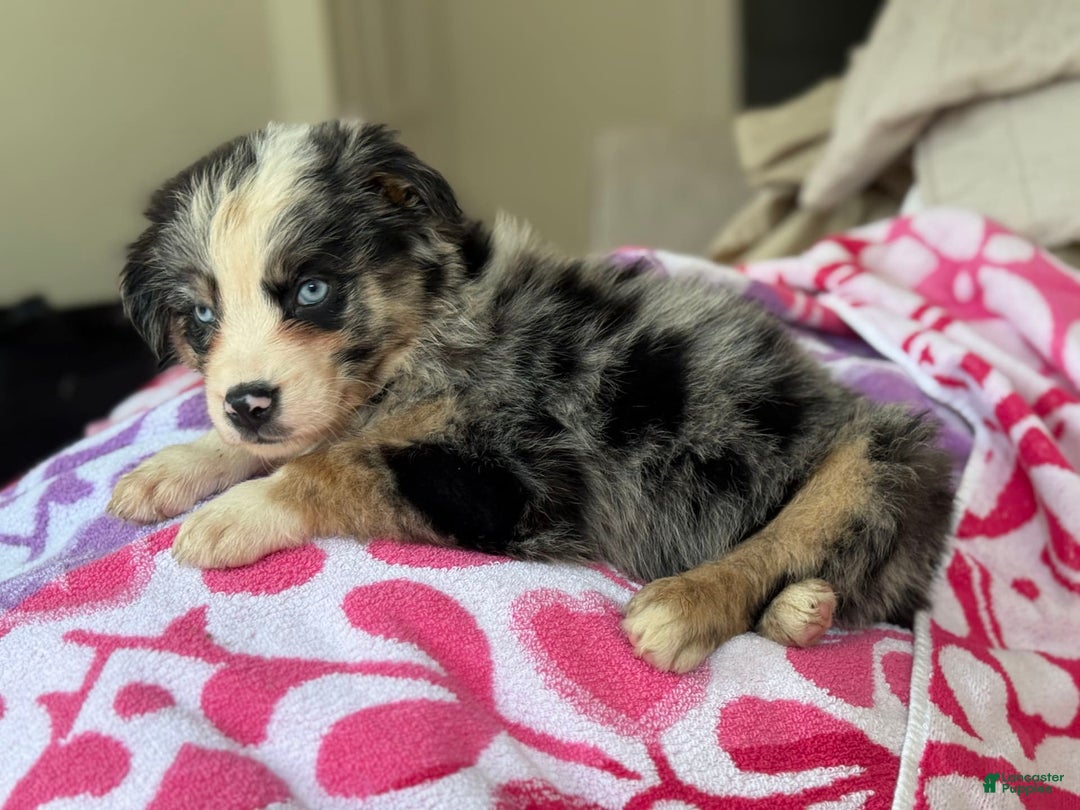 Australian Shepherd dogs for sale: Gwen - Image 5