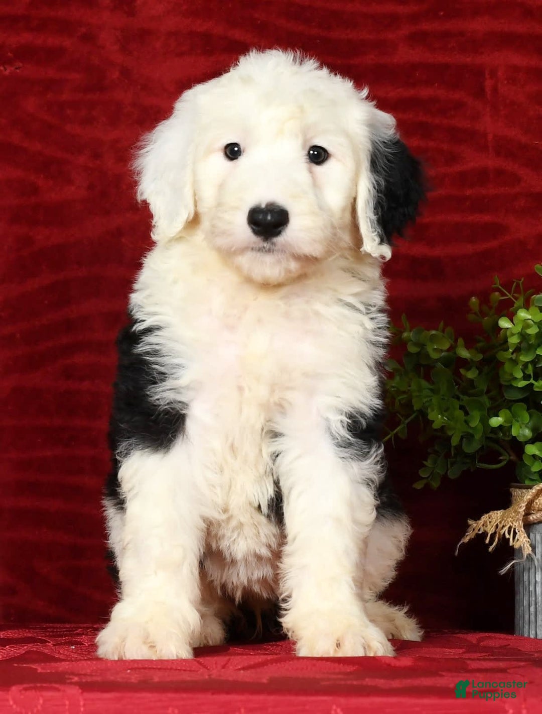 Sheepadoodle dogs for sale: Daisy - Image 4