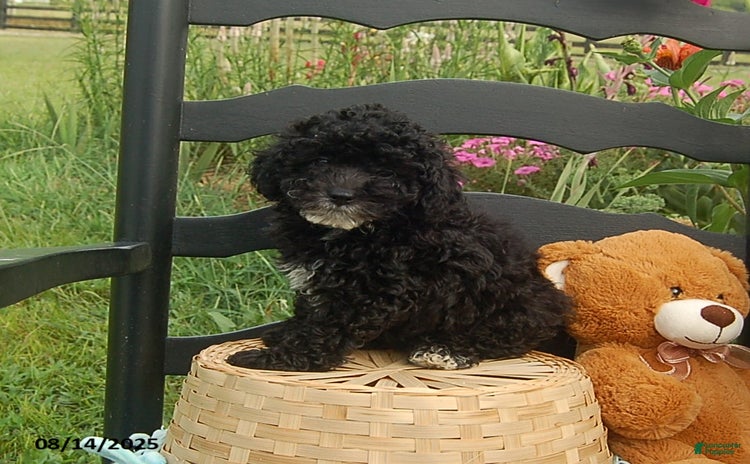Toy Poodle dogs for sale - Ad 4