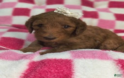 Mini Goldendoodle dogs for sale: Sena - Image 3
