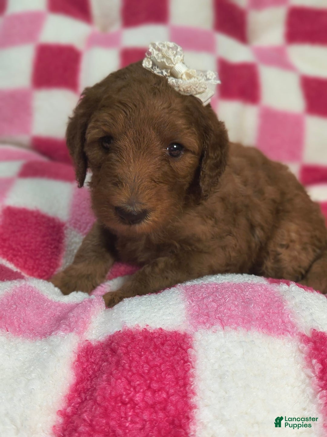 Mini Goldendoodle dogs for sale: Sena - Image 3