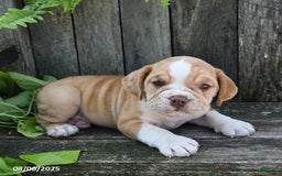 Beabull dogs for sale: Beabull 8 puppies - Image 24