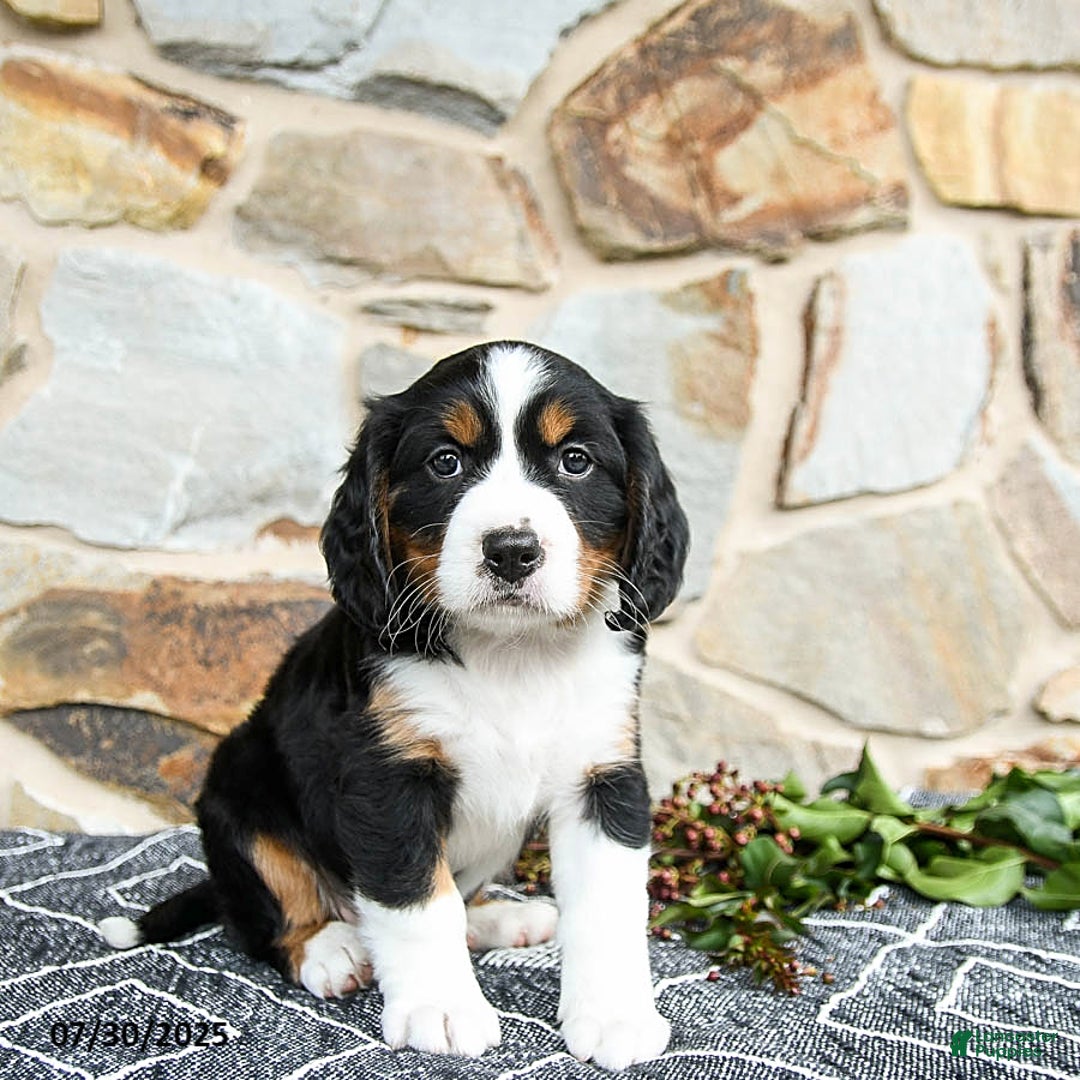Miniature Bernese Mountain Dog dogs for sale: Juniper - Image 3