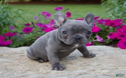 French Bulldog dogs for sale: Quinn - Image 6