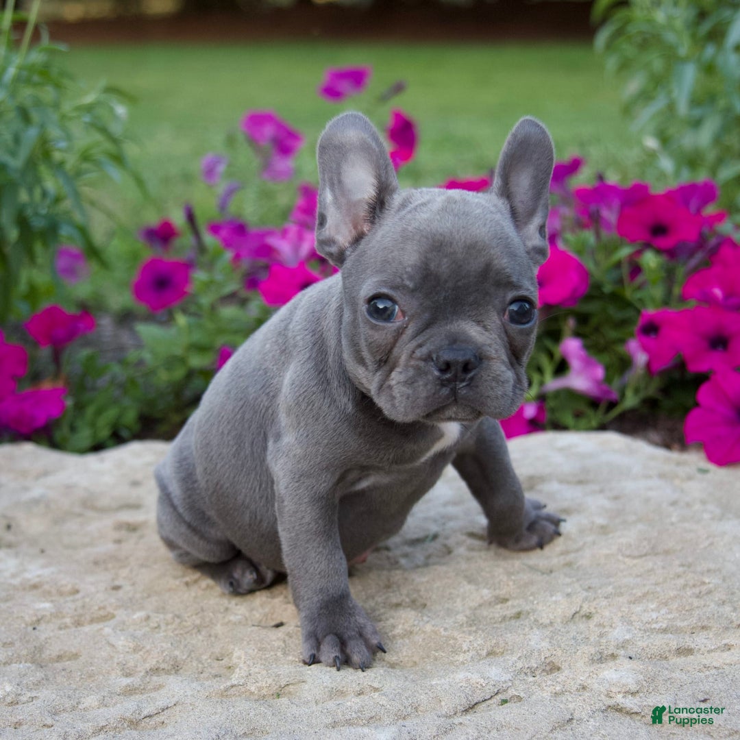 French Bulldog dogs for sale: Quinn - Image 6
