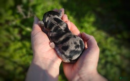 Morkie dogs for sale: Rare Merle Butterfly - Image 9