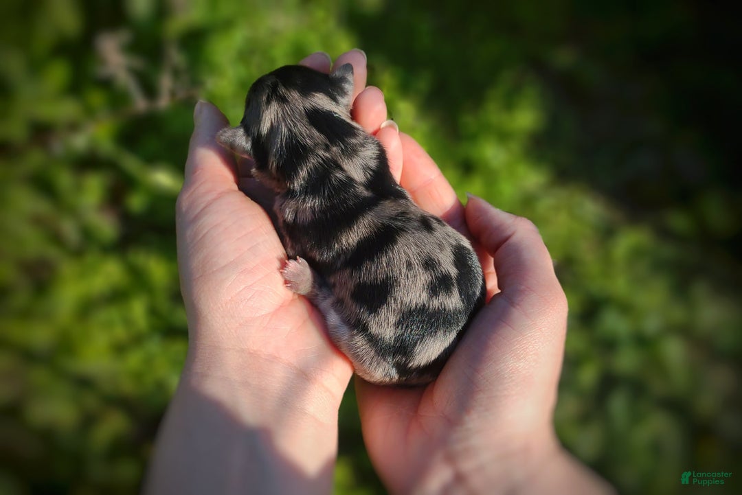 Morkie dogs for sale: Rare Merle Butterfly - Image 9