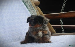 Miniature Poodle dogs for sale: Davis - Image 3