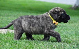 English Mastiff dogs for sale: Vance - Image 6