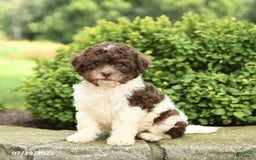 Havapoo dogs for sale: Lane - Image 3