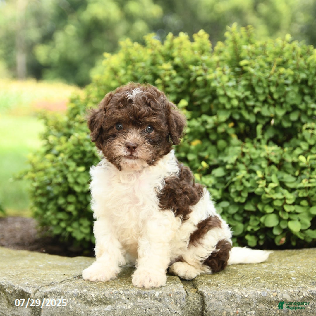 Havapoo dogs for sale: Lane - Image 3