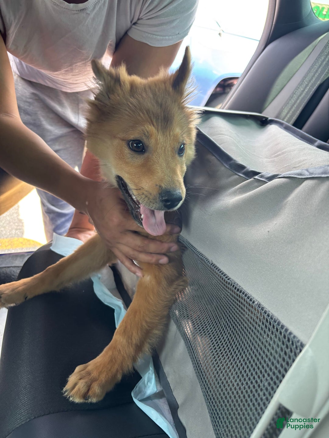 German Shepherd dogs for sale: Hachi - Image 2