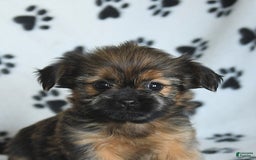 Shorkie dogs for sale: Huck - Image 4