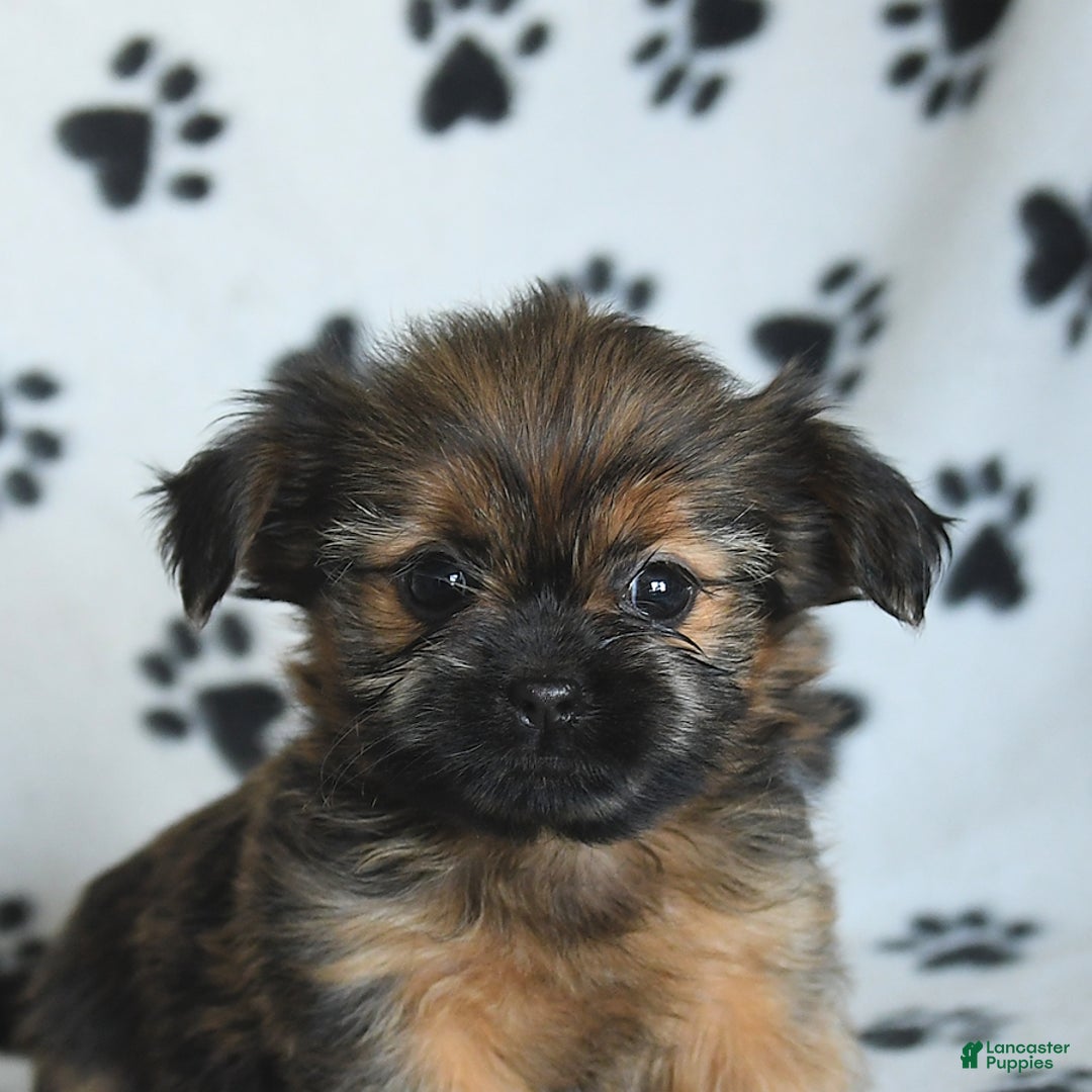 Shorkie dogs for sale: Huck - Image 4