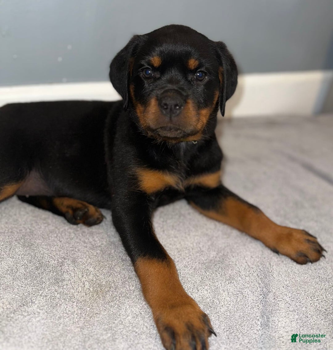 Rottweiler dogs for sale: Green Collar Female - Image 1