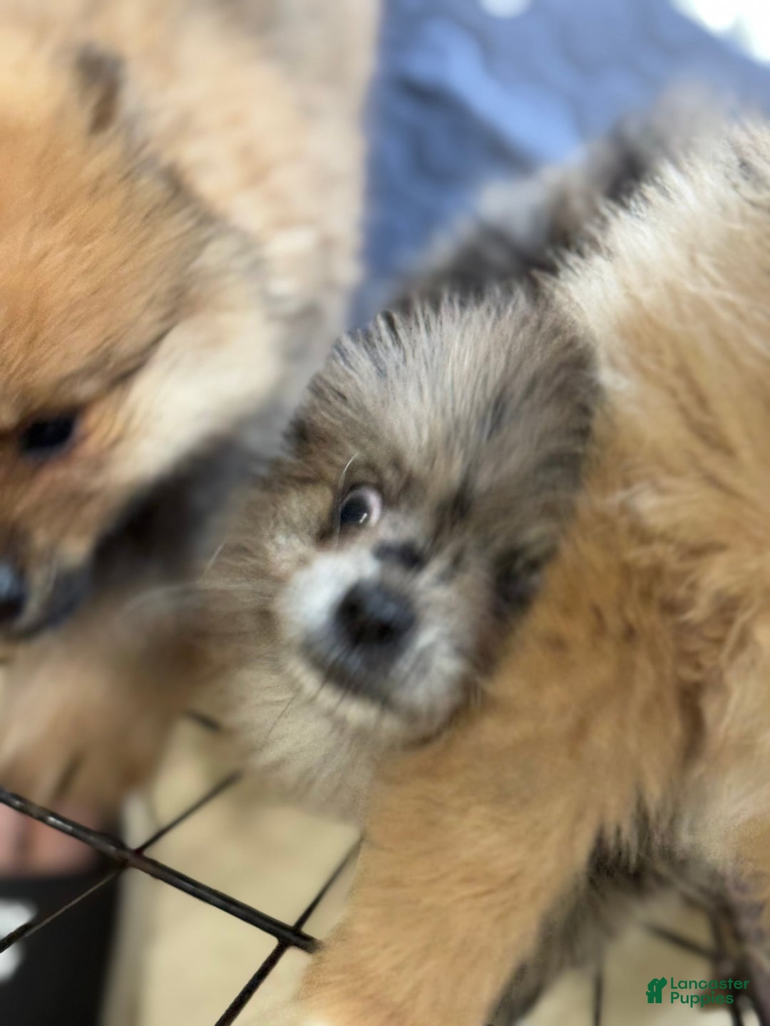 Pomeranian dogs for sale: Merle - Image 2