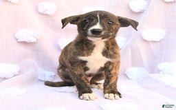Siberian Husky dogs for sale: Boxer - Image 1