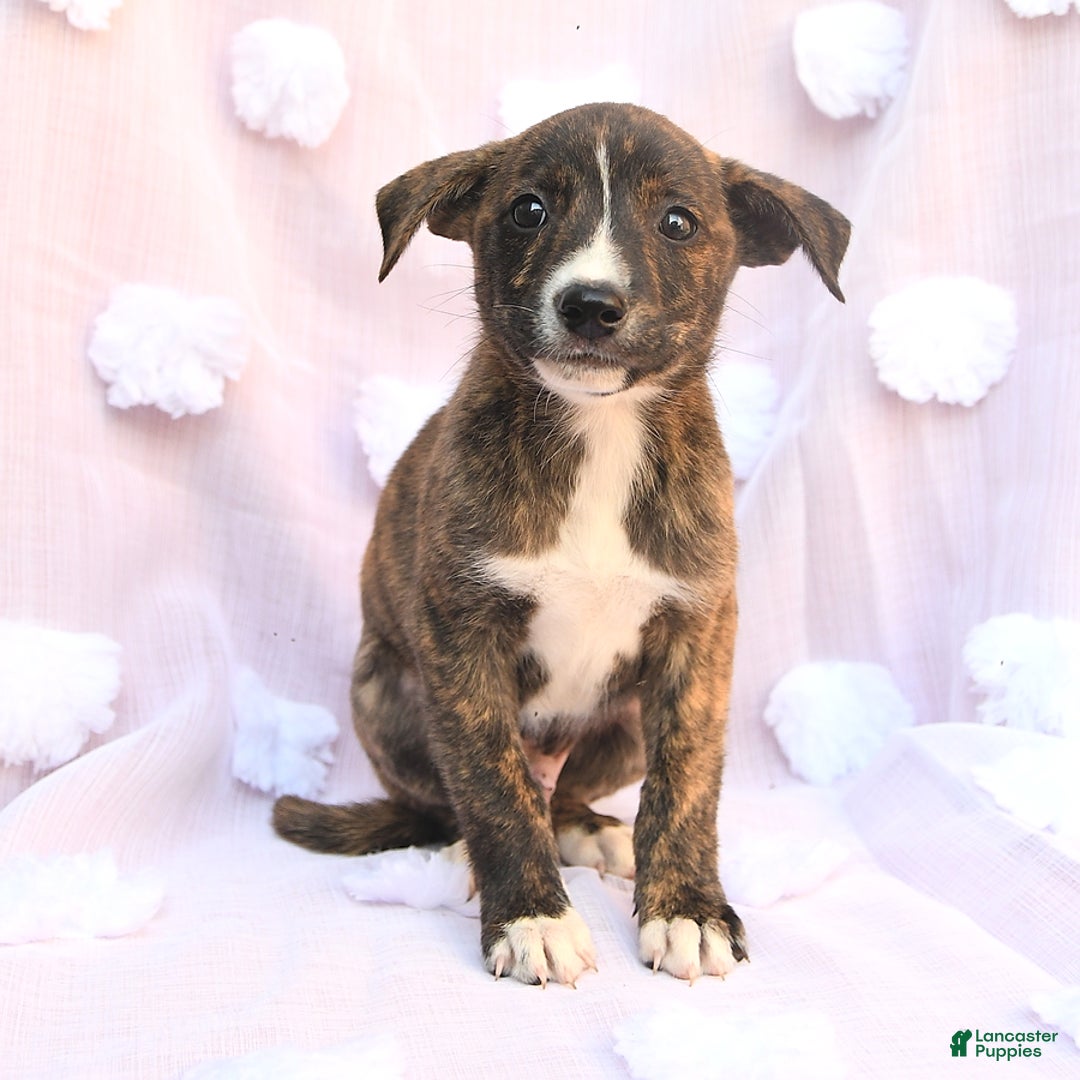 Siberian Husky dogs for sale: Boxer - Image 1
