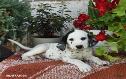 Dalmatian dogs for sale: Rebel - Image 1