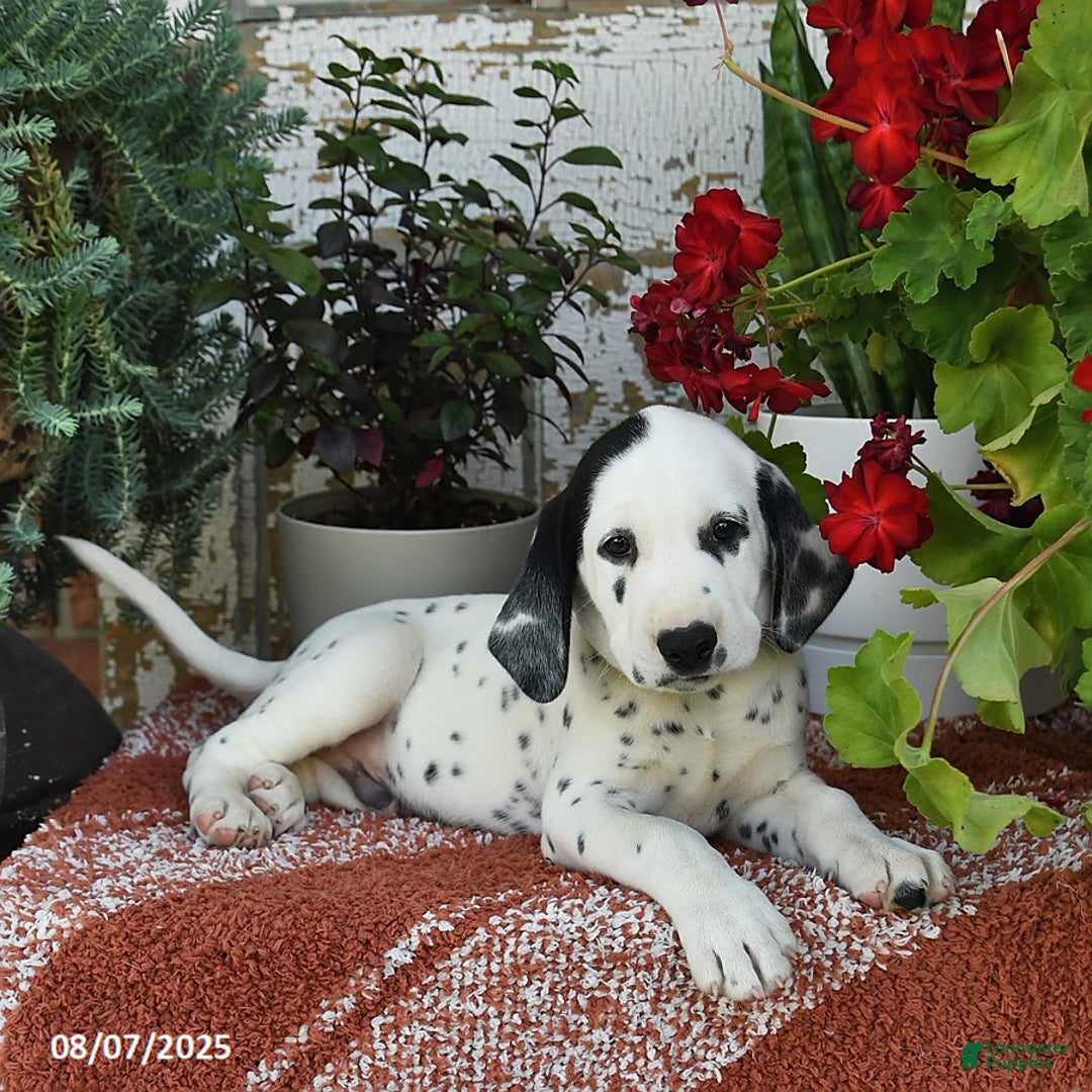 Dalmatian dogs for sale: Rebel - Image 1