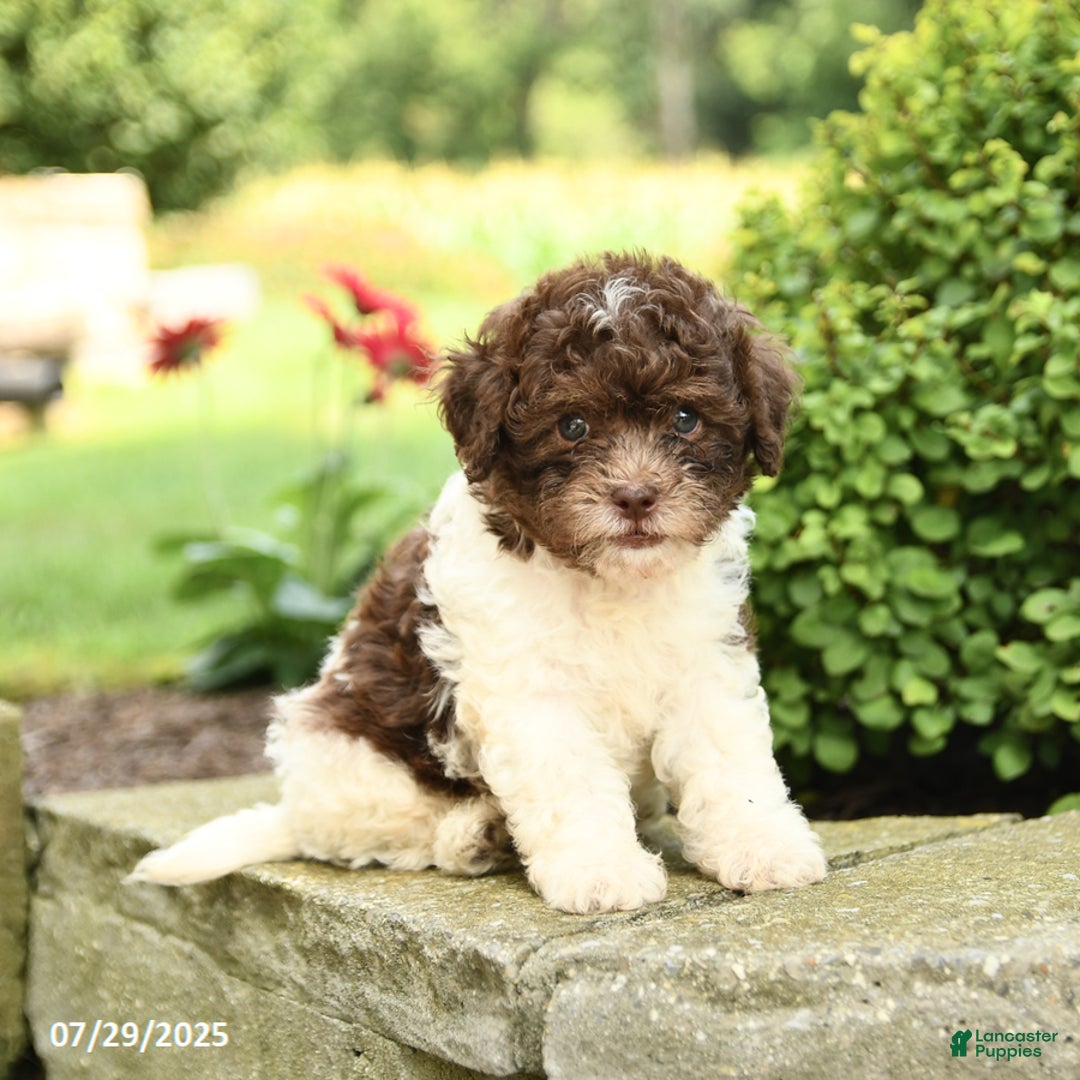 Havapoo dogs for sale: Lane - Image 1