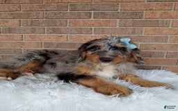 Mini Bernedoodle dogs for sale: River - Image 8