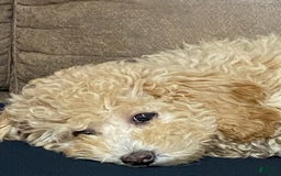 Maltipoo dogs for sale: Apple - Image 5