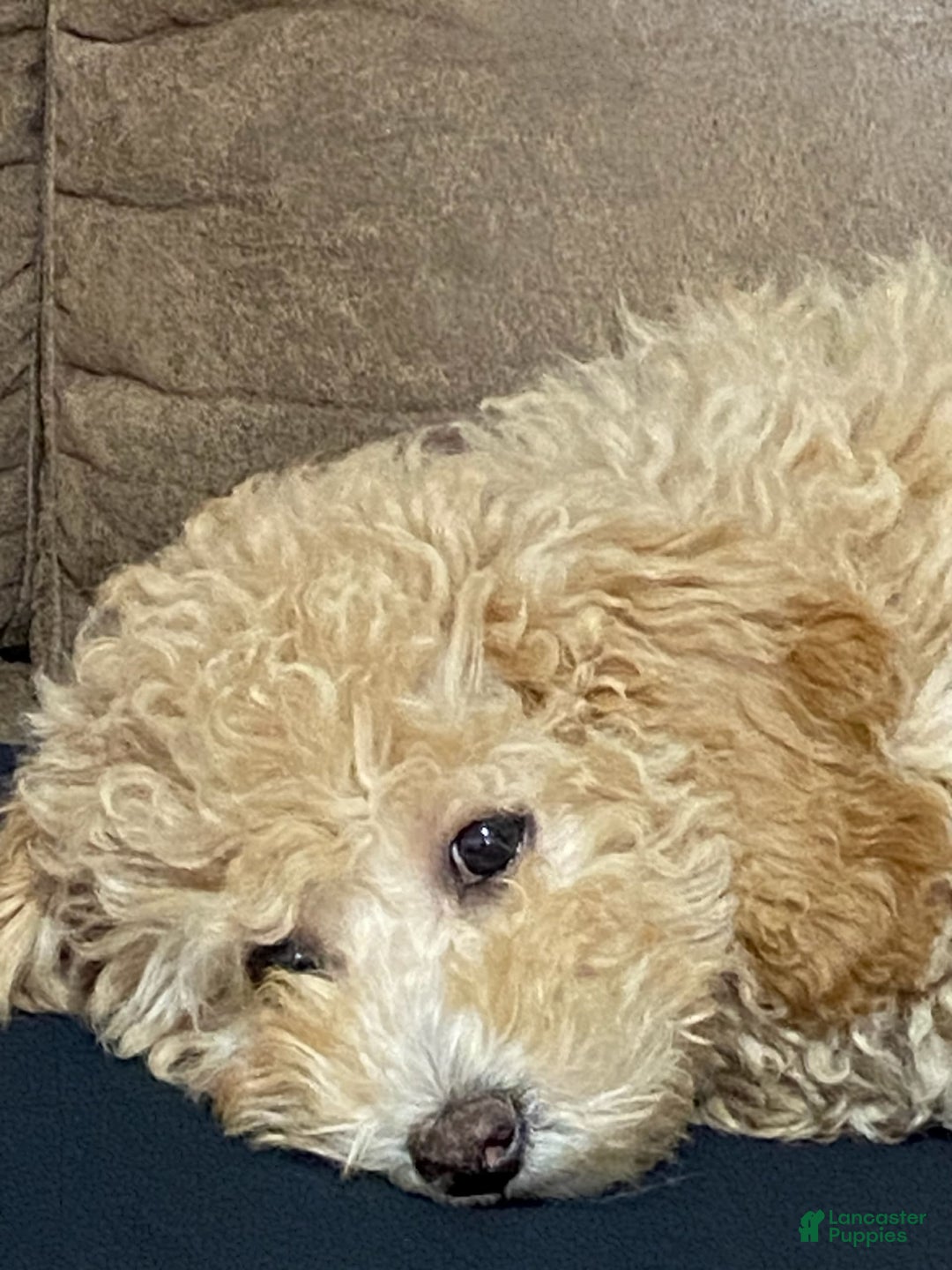 Maltipoo dogs for sale: Apple - Image 5