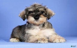 Miniature Schnauzer dogs for sale: Brenda - Image 5