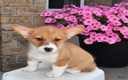 Welsh Corgi Pembroke dogs for sale: Connor - Image 9