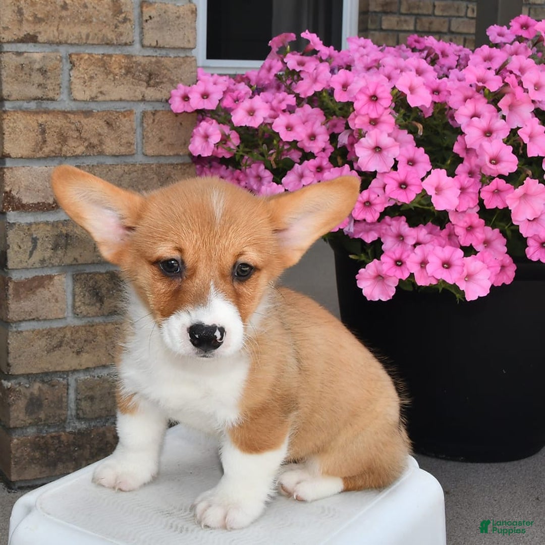 Welsh Corgi Pembroke dogs for sale: Connor - Image 9