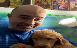 Goldendoodle dogs for sale: Luna - Image 1