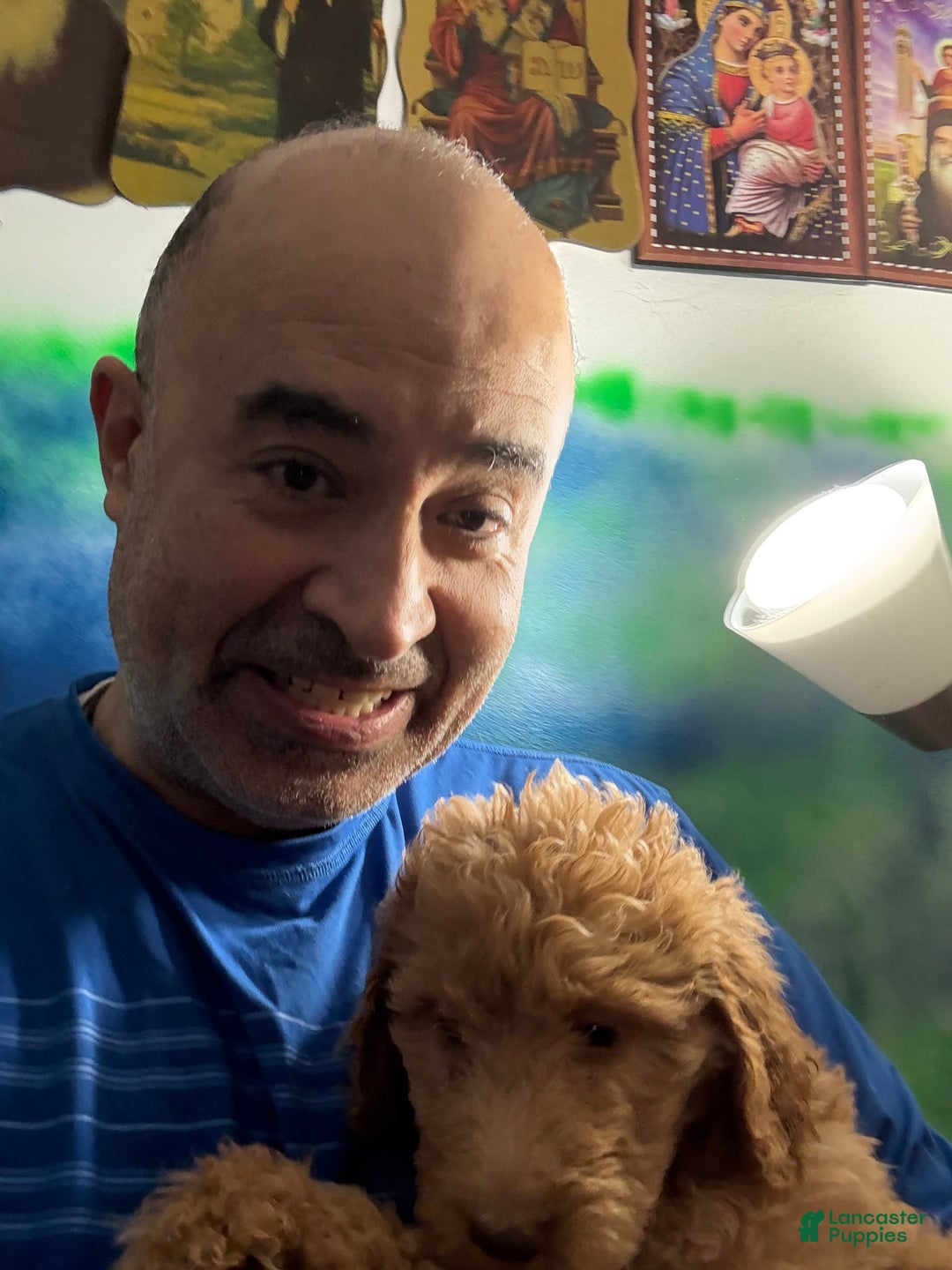 Goldendoodle dogs for sale: Luna - Image 1