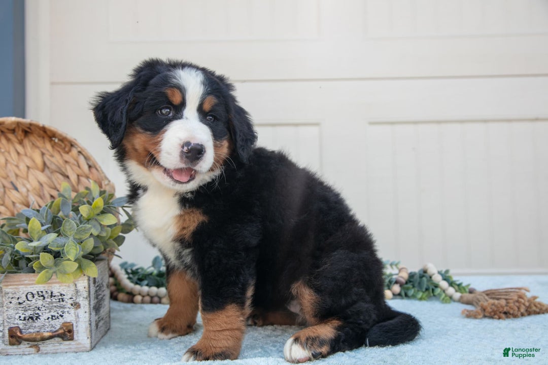 Bernese Mountain Dog dogs for sale: Bootsie - Image 3