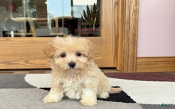 Maltipoo dogs for sale: Drew - Image 6