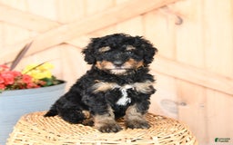 Mini Bernedoodle dogs for sale: Stella - Image 2