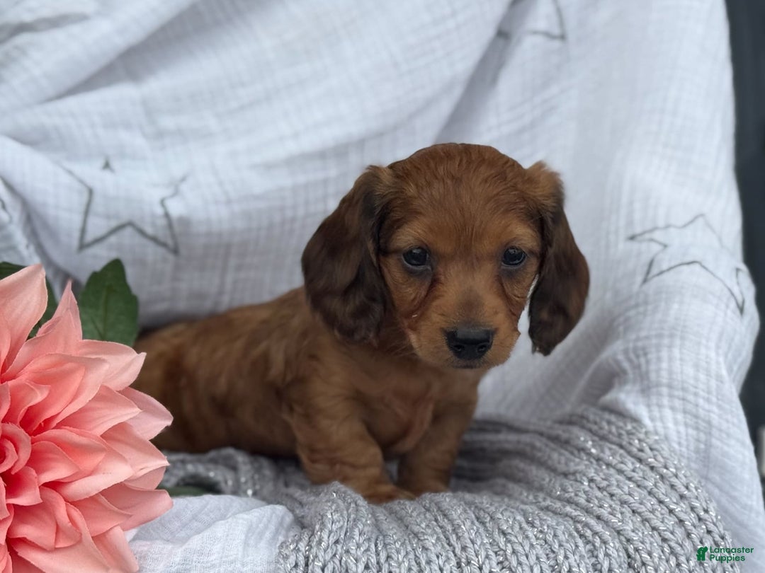 Miniature Dachshund dogs for sale: Teddy - Image 7
