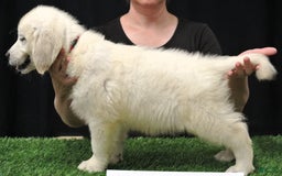 Golden Retriever dogs for sale: Beau - Image 2