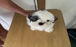 Shih Tzu dogs for sale: Little Rascal - Image 2