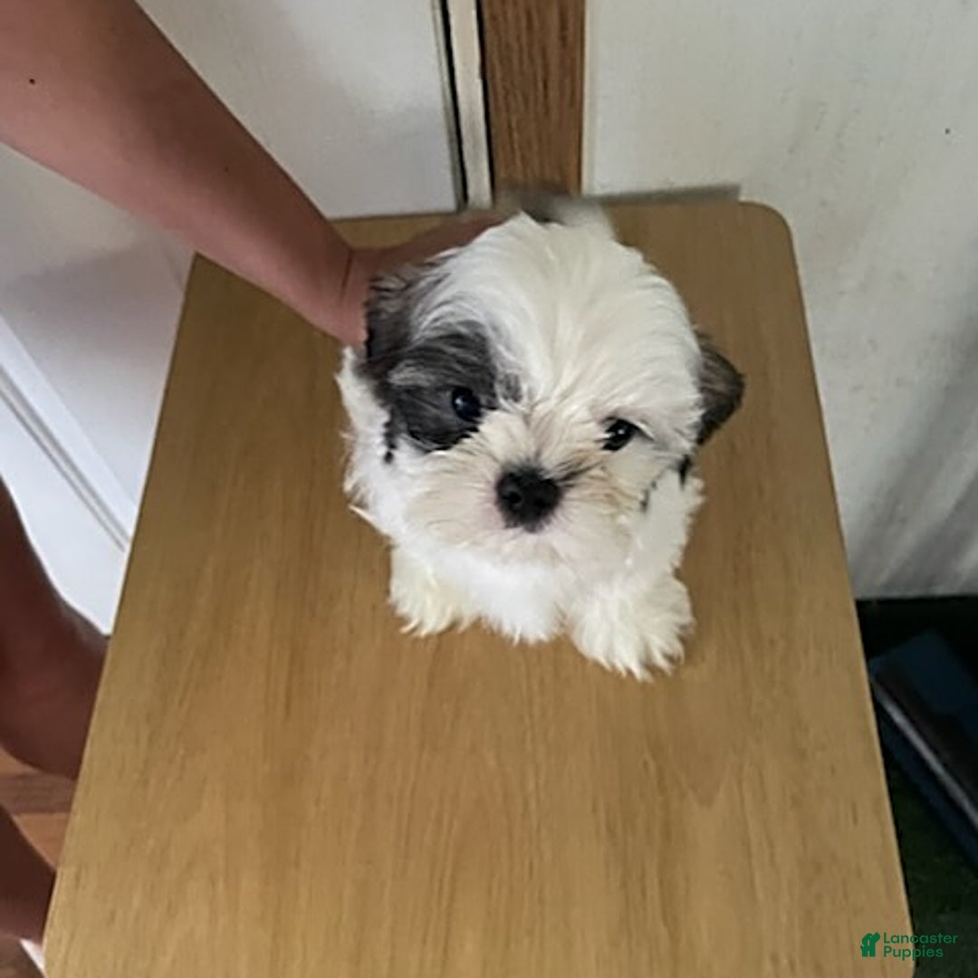 Shih Tzu dogs for sale: Little Rascal - Image 2
