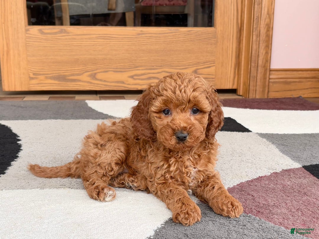 Cavapoo dogs for sale: Kaylee - Image 4