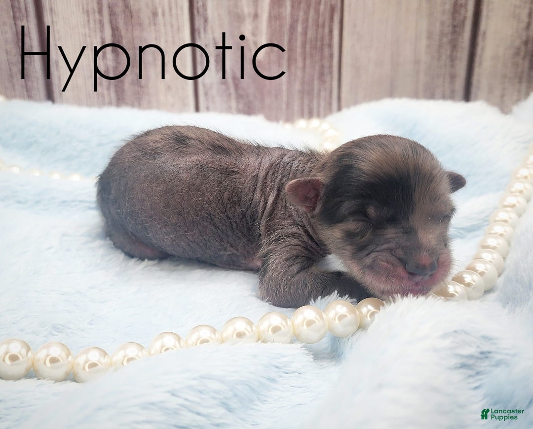 Chinese Crested dogs for sale: Hypnotic - Image 1