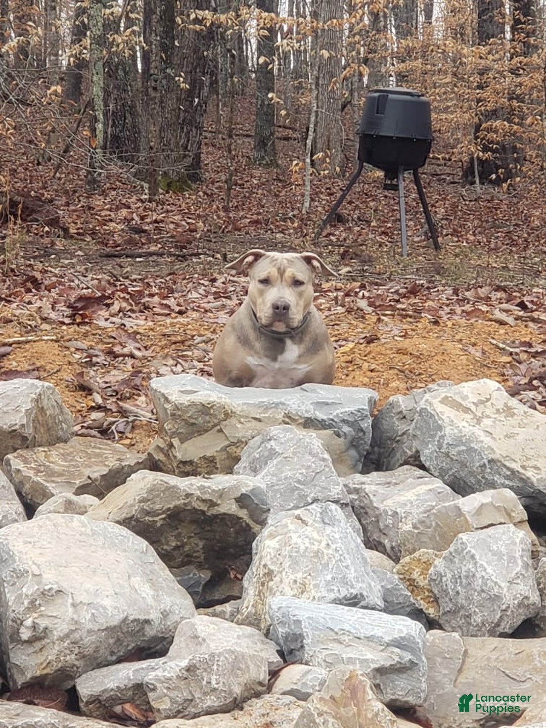 American Bully dogs for sale: Big Hoss - Image 168