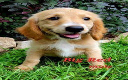 Mini Goldendoodle dogs for sale: Big Red - Image 2
